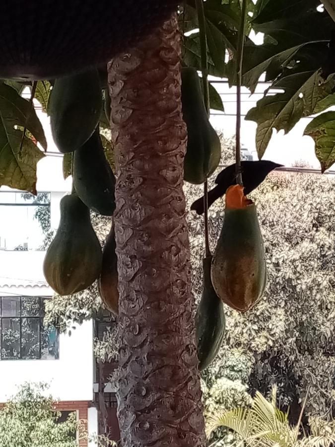 Posada Peregrinus Lima Bagian luar foto